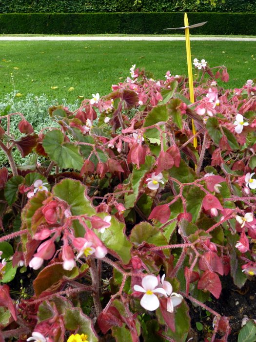Begonia x 'Ikon'